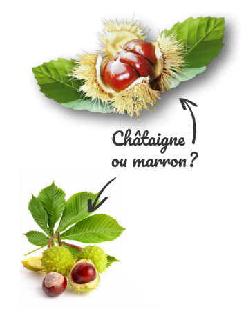 cropped-chataigne_marron.png